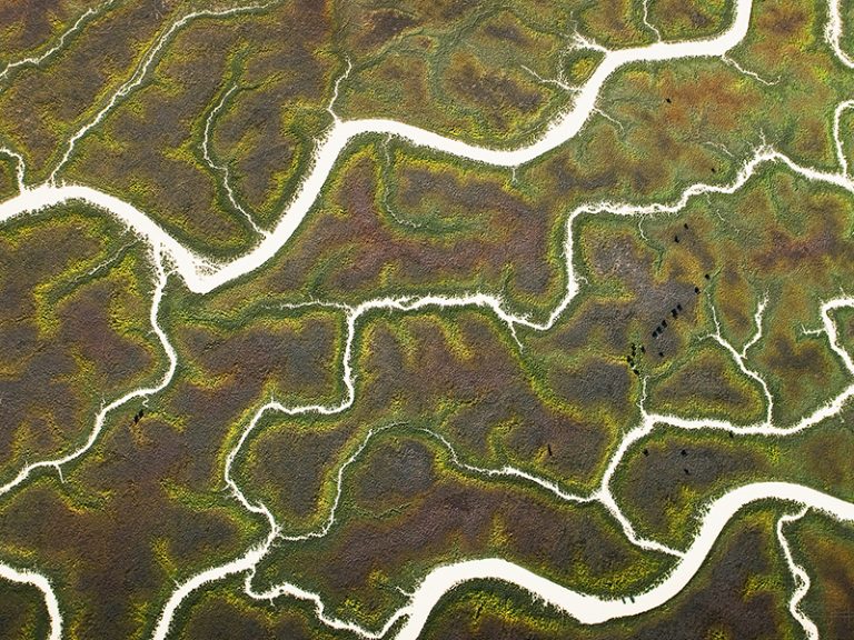Aerial photo from the helicopter of Goyder Lagoon, near Birdsville, Australia. In Flood - cattle grazing on the carpet of wildflowers that appeared. Robyn Hills Photography